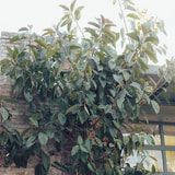 Review image 3