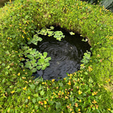 Review image 4