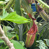 Review image 3