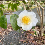 Review image 3